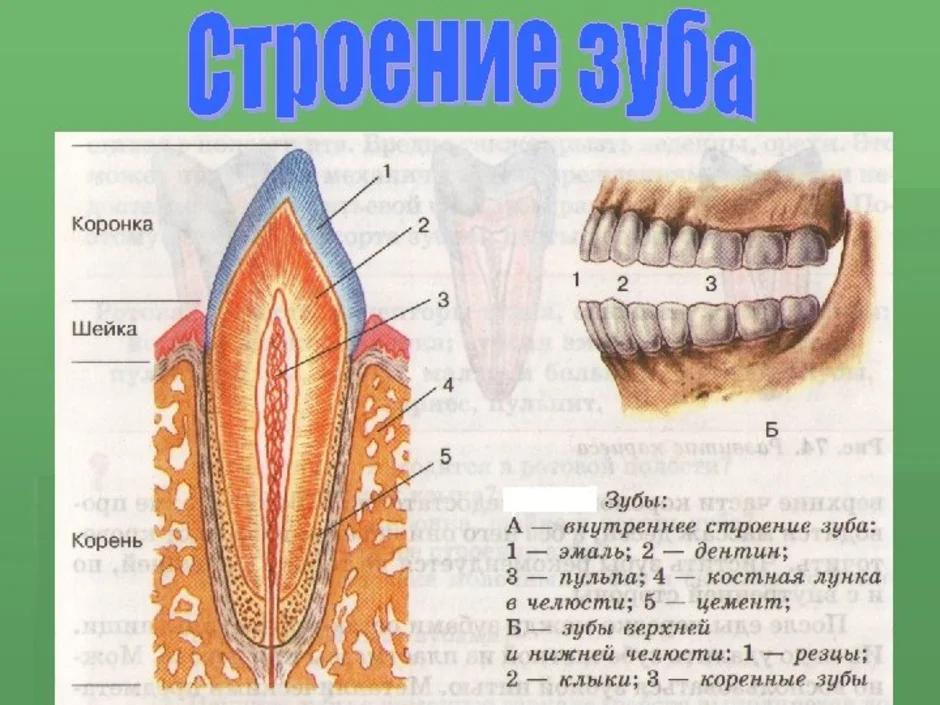 Названия зубов человека. Схема внутреннего строения зуба. Строение зуба человека схема анатомия. Зубы человека 8 класс биология. Строение зуба биология 8 класс.