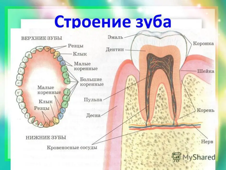 Ротовая полость зубы человека. Строение ротовой полости зубы. Полость рта анатомия зубы строение. Строение зуба человека 8 класс биология. Схема строение зубов биология 8 класс.