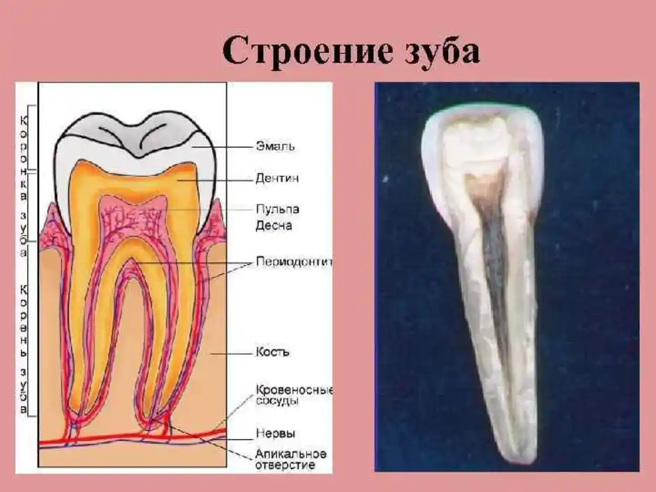 Корень зуба находится. Строение зуба. Анатомическое строение зуба. Строение зуба в разрезе. Строение переднего зуба.