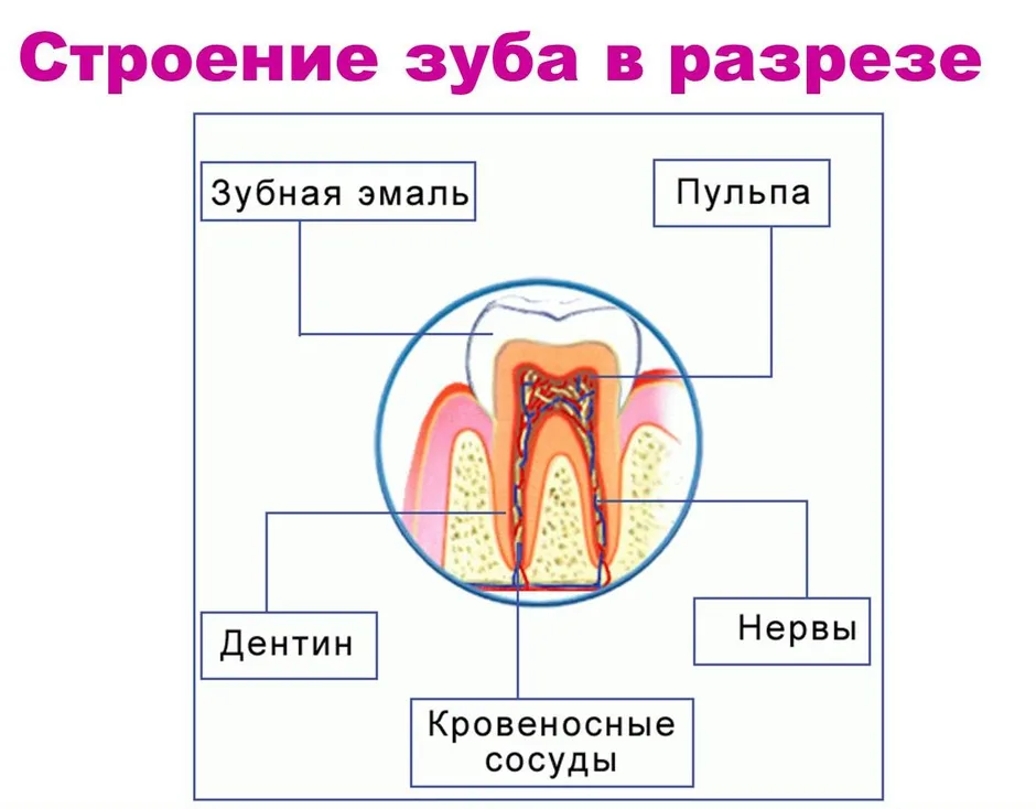 Зуб нерв больно. Зубной нерв строение зуба. Убить зубной нерв в домашних.