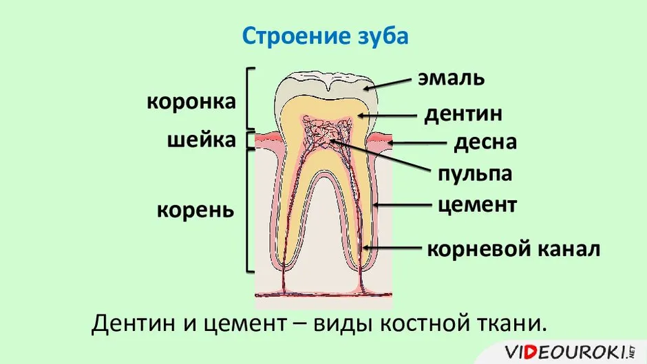 Какой цифрой на рисунке обозначена эмаль зуба человека