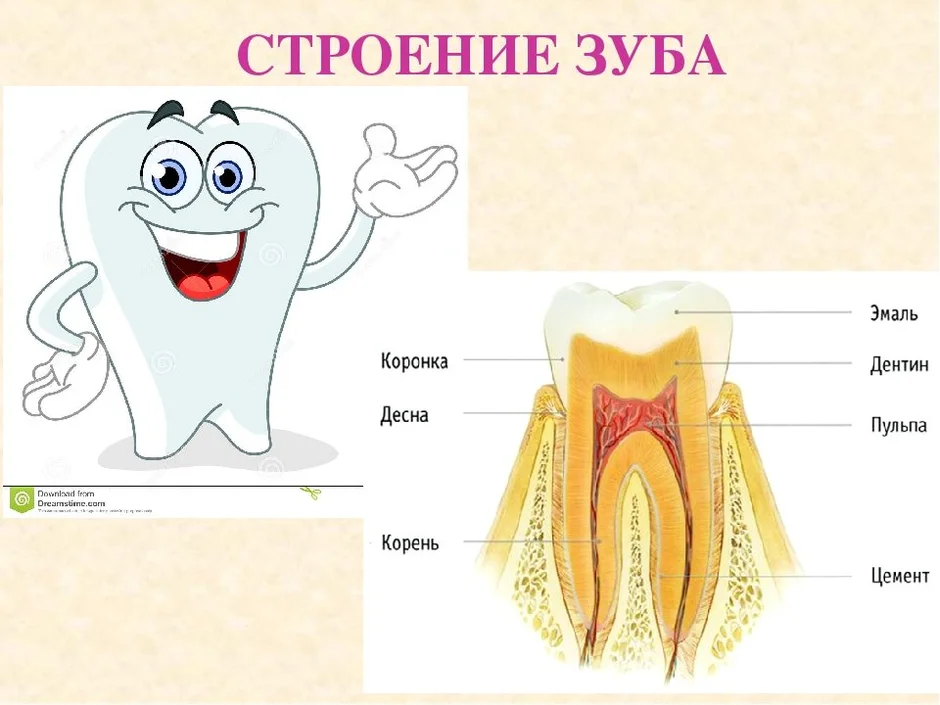 Рисунок зуба с подписями