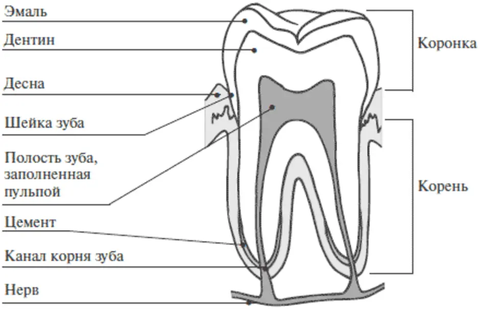 Внутреннее строение зуба рисунок
