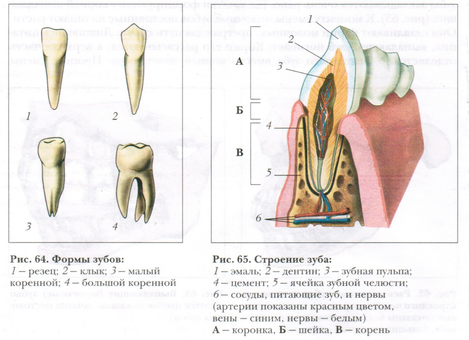 Строение зуба картинка егэ