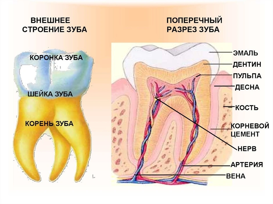 Строение зуба человека схема с описанием