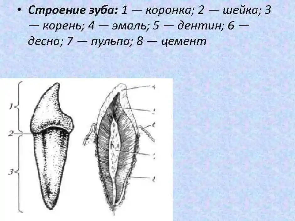 Анатомическое строение зуба рисунок