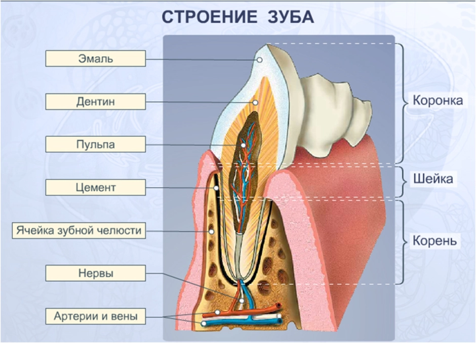 Картинка из чего состоит зуб