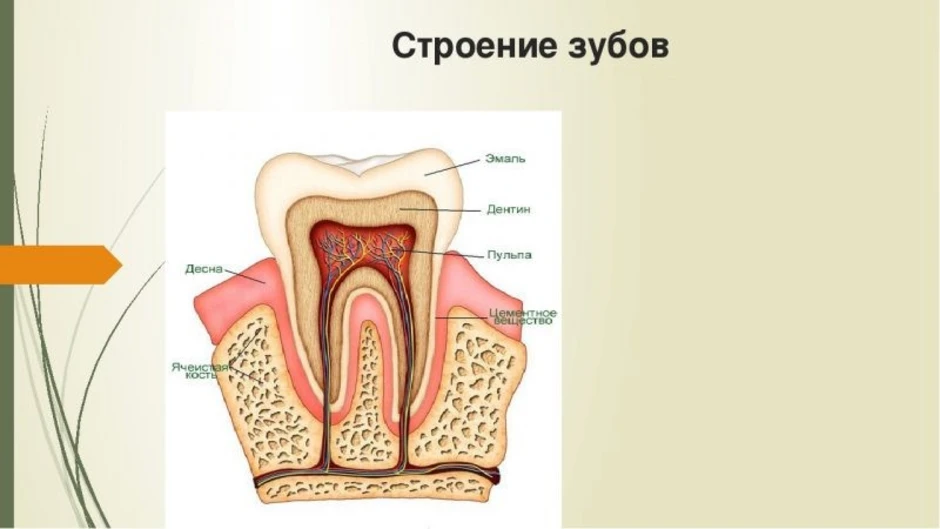 Какие части зуба обозначены на рисунке буквами а б в