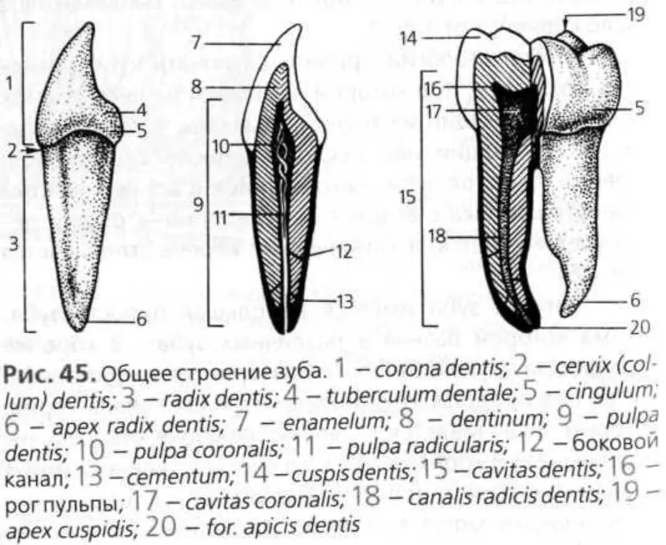 Клыки поверхность зуба. Общее строение зуба анатомия. Анатомическое строение зуба. Внутреннее строение клыка. Внешнее и внутреннее строение зуба человека.