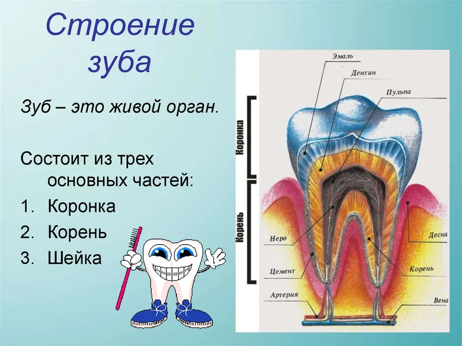 Строение зуба человека схема с описанием