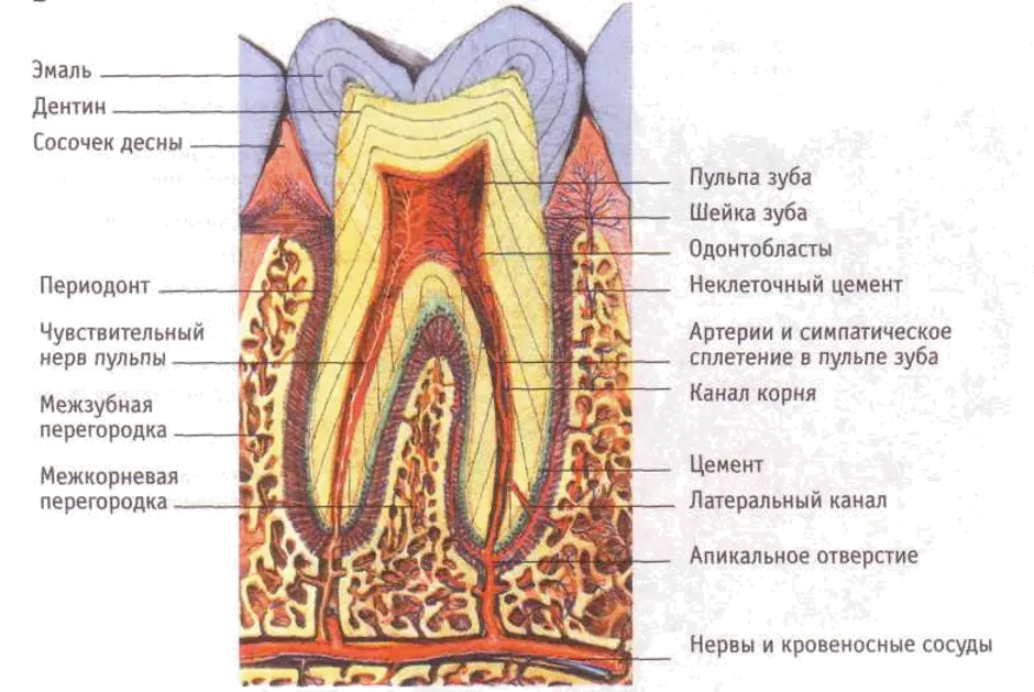 В какую систему входит зуб. Гимтологическоеи строение тканей зубы. Схема строения зуба гистология. Строение зуба человека гистология. Анатомическое строение зуба стоматология.
