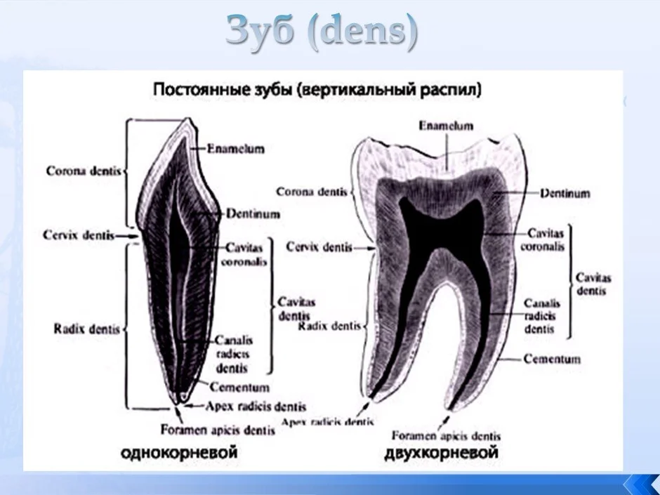 Схема корней зубов