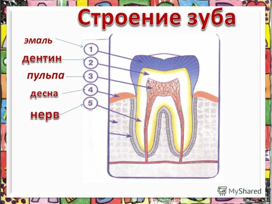 Зуб человека рисунок