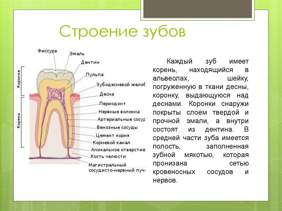 Какой цифрой на рисунке обозначена эмаль зуба человека