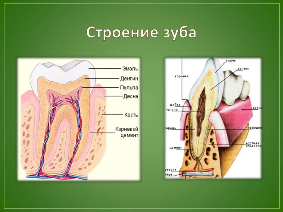 Строение зуба презентация