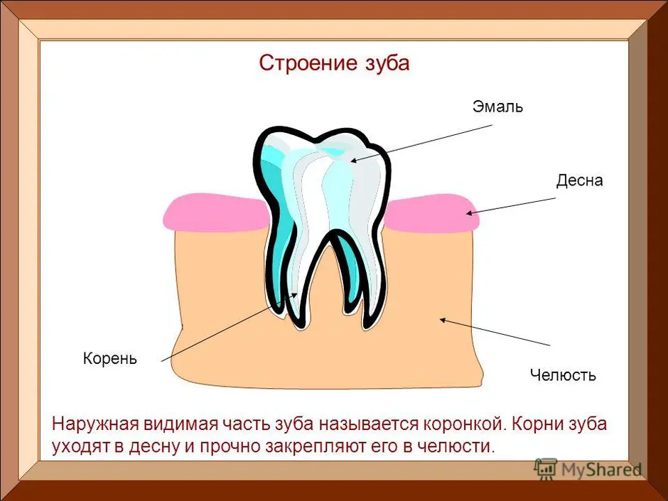 Строение зуба картинка для детей