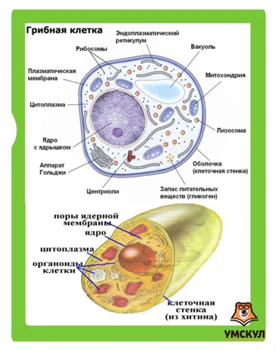 Схема строения клетки грибов