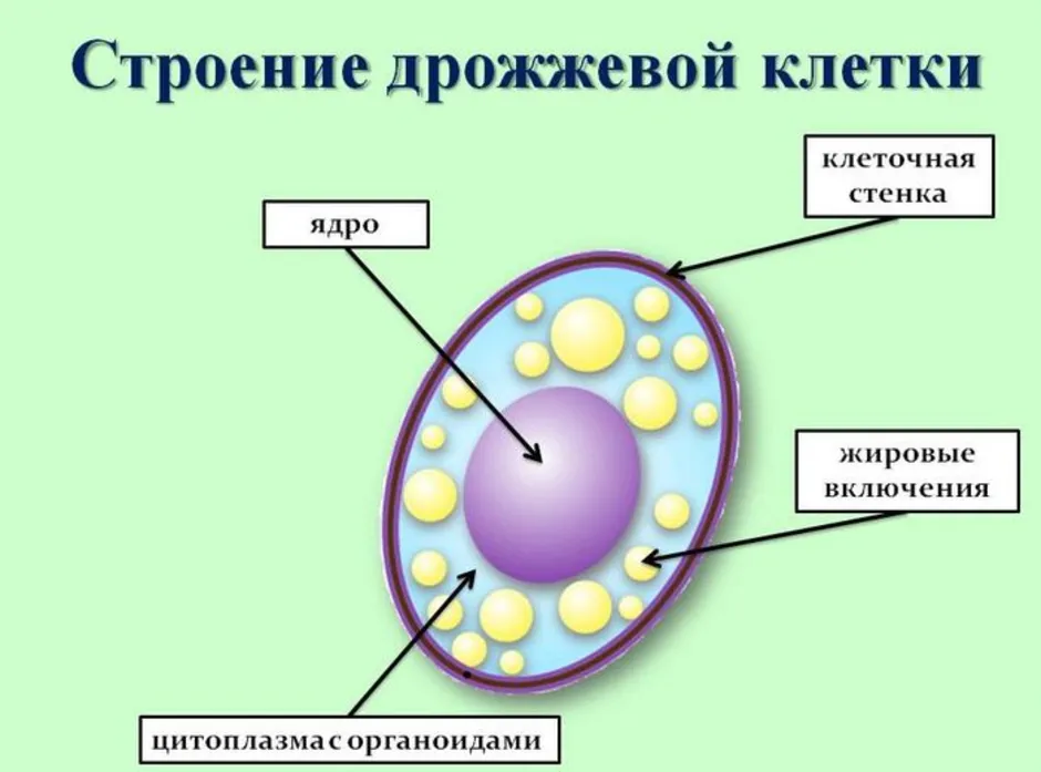 Рассмотрите изображение грибов ниже и отметьте под каким номером изображены дрожжи