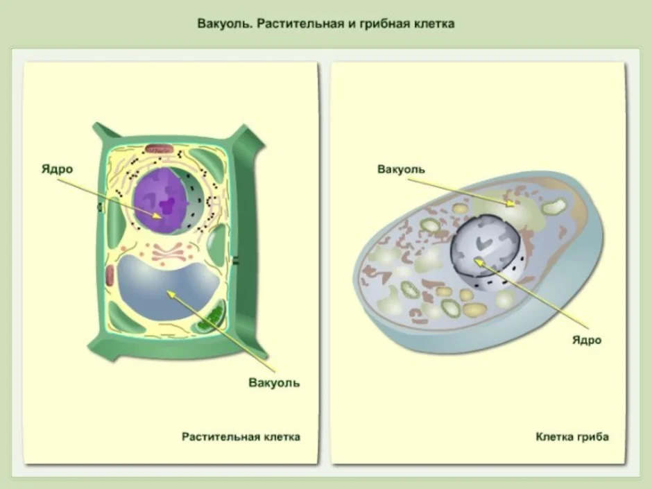 Клетка гриба рисунок 6 класс