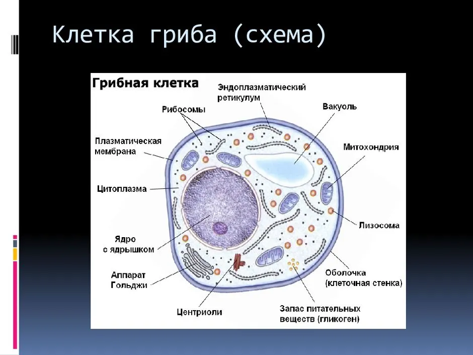 Схема строения клетки гриба