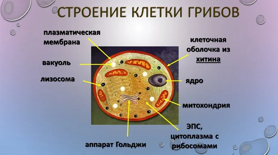 Лизосома мембрана. Грибная клетка строение органоиды. Строение эукариотической клетки грибов. Органеллы грибной клетки. Строение эукариотной грибной клетки.