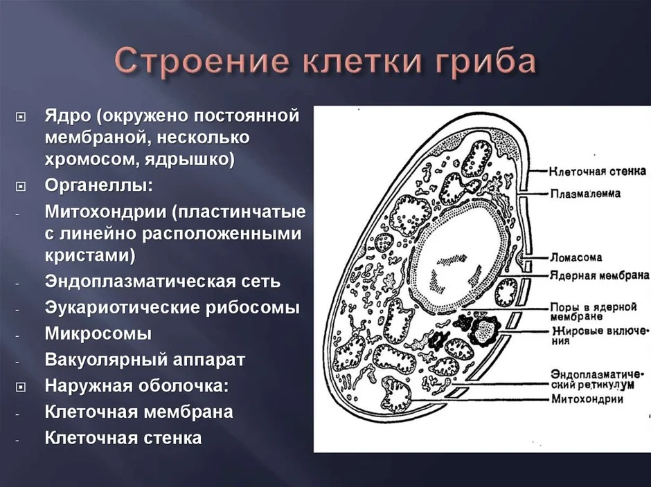 Чем отличается клетка показанная на рисунке от клеток грибов