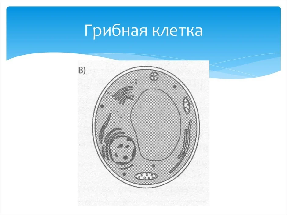 Строение грибной клетки рисунок