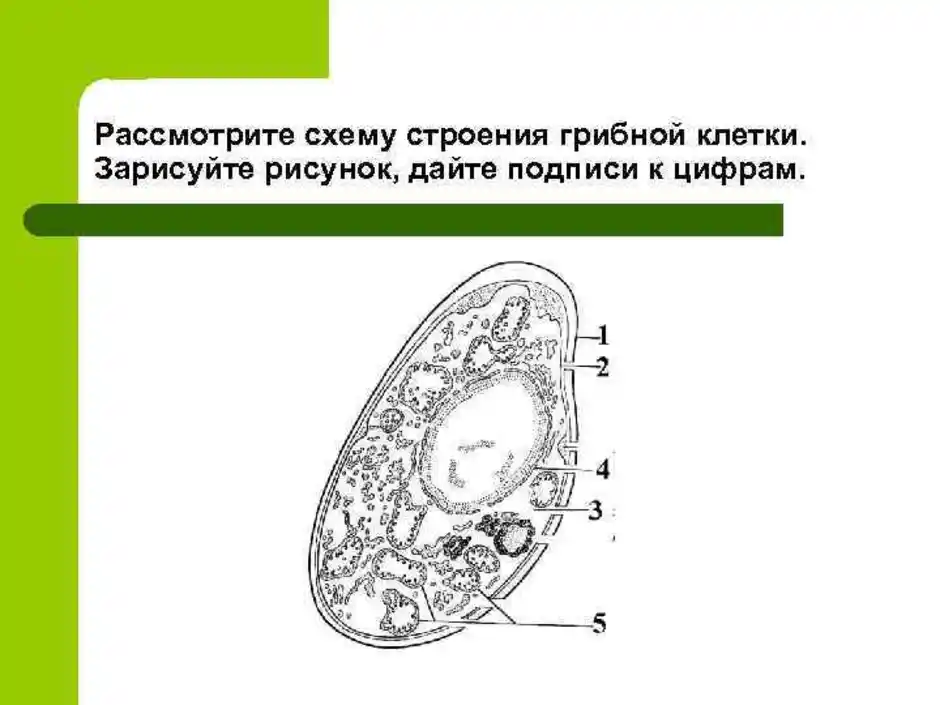 Клетка гриба. Схема строения клетки гриба. Строение грибной клетки без подписей.