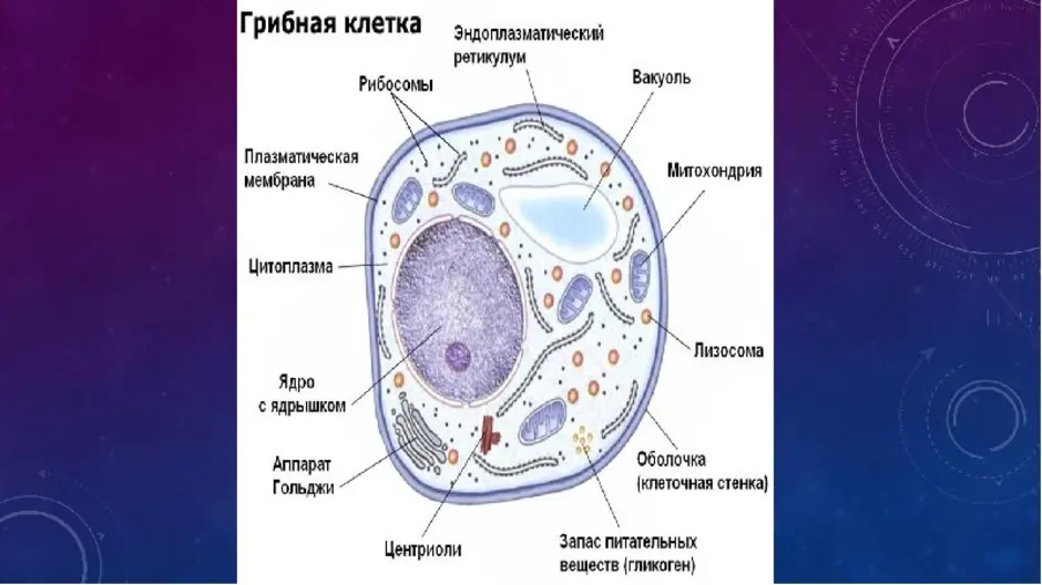 Грибная клетка строение. Строение грибной клетки. Строение грибной клетки без подписей. Схема грибной клетки. Строение клетки грибов рисунок.