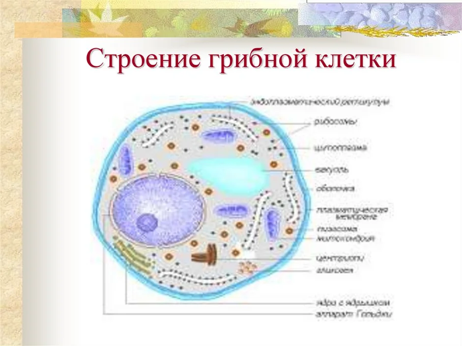 Грибная клетка строение рисунок