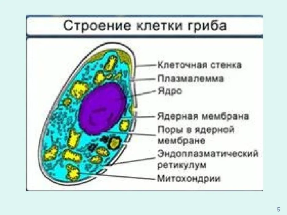 В клетках грибов есть ядро