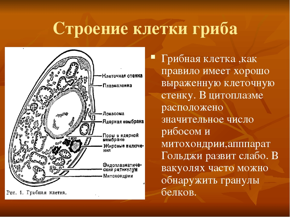 Функции органоидов грибной клетки. Клеточное строение гриба. Органеллы грибной клетки микробиология. Мембранные органоиды клетки грибов. В клетках грибов есть ядро