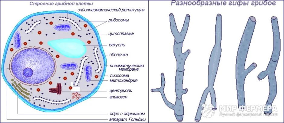 Клеточной мембране клетки грибов. Схема строения клетки гриба рисунок. Строение клетки гриба рисунок с подписями. Строение клетки грибов рисунок с подписями. Строение грибной клетки рисунок с подписями.