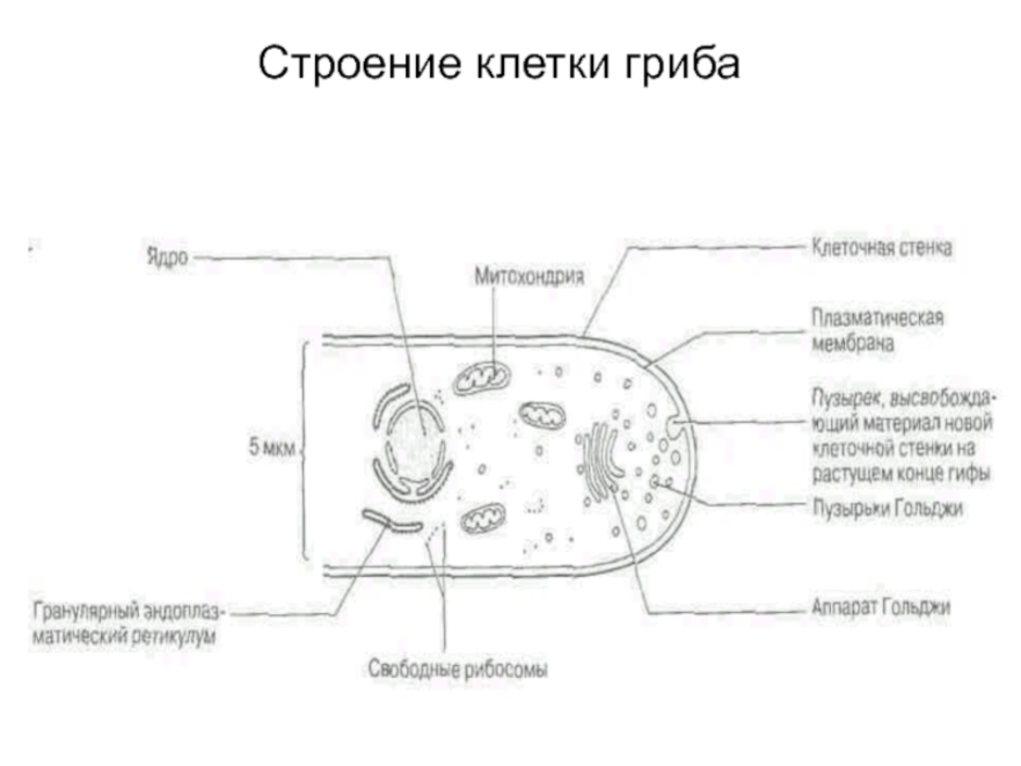 Строение грибной клетки. Строение клетки гриба рисунок. Строение грибной клетки рисунок. Грибная клетка органоиды рисунок. Строение грибной клетки 10 класс.