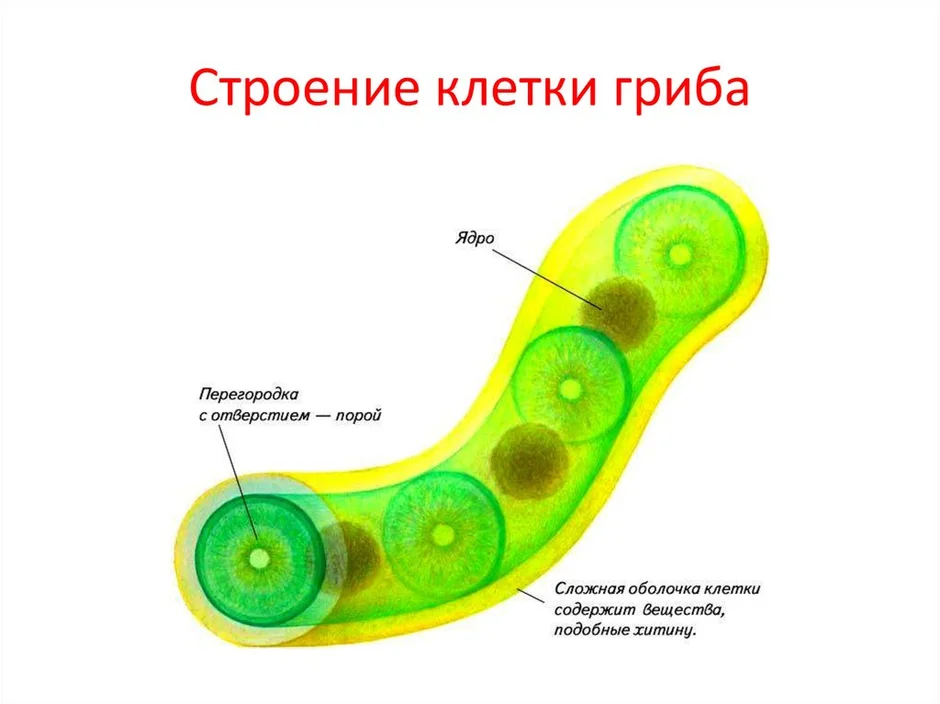 Клетка гриба рисунок с подписями