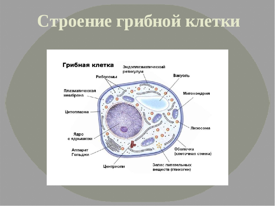 Строение клетки гриба рисунок. Строение эукариотической клетки грибов. Строение эукариотической клетки гриба. Эукариотическая клетка грибная.