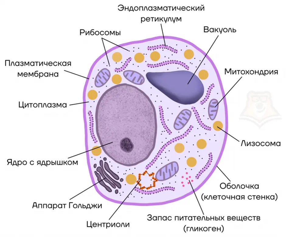 В клетках грибов есть ядро. Строение клетки гриба рисунок. Строение грибной клетки рисунок. Строение грибной клетки ЕГЭ. Строение грибной клетки 5 класс.