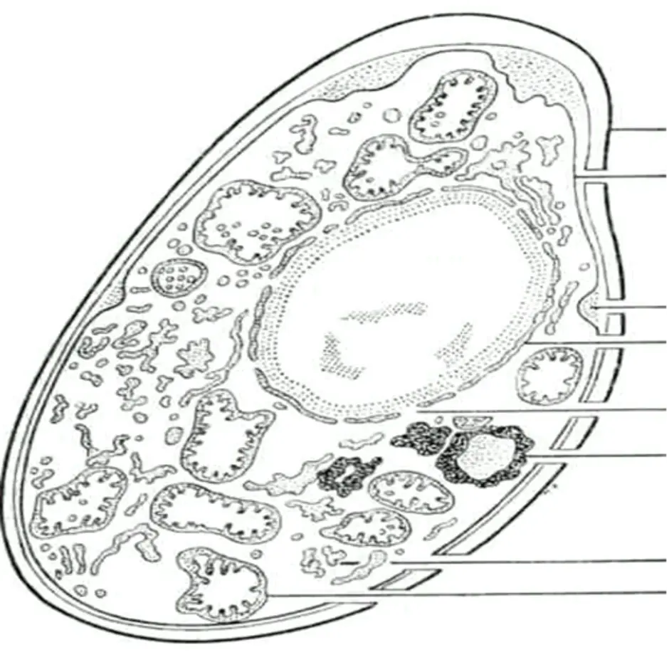 Клеточной мембране клетки грибов. Митохондрии в грибной клетке. Строение клетки гриба без подписей. Строение грибной клетки без подписей. Вакуоль грибной клетки.