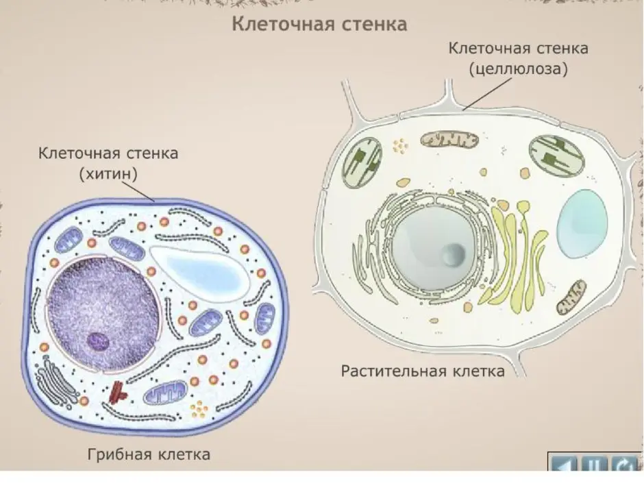 Клетка гриба рисунок с подписями