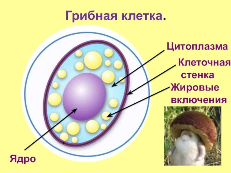В клетках грибов есть ядро. Клеточное строение гриба. Строение клетки гриба 5. Строение грибной клетки 5 класс биология. Строение клетки гриба рисунок.