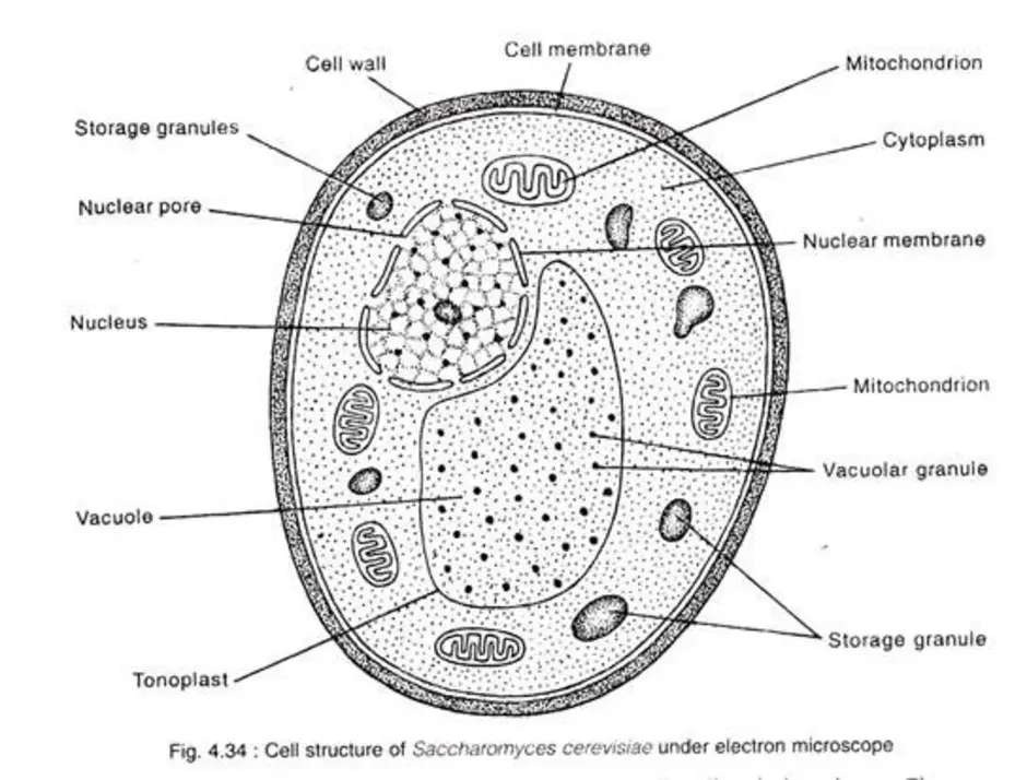 Есть ли ядро у грибов. Saccharomyces cerevisiae строение клетки. Строение грибной клетки. Saccharomyces cerevisiae строение. Клеточное строение гриба.