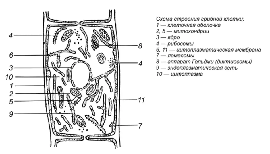 Строение клетки гриба рисунок. Схема строения клетки гриба. Схема строения грибной клетки. Строение клетки схематическое изображение.