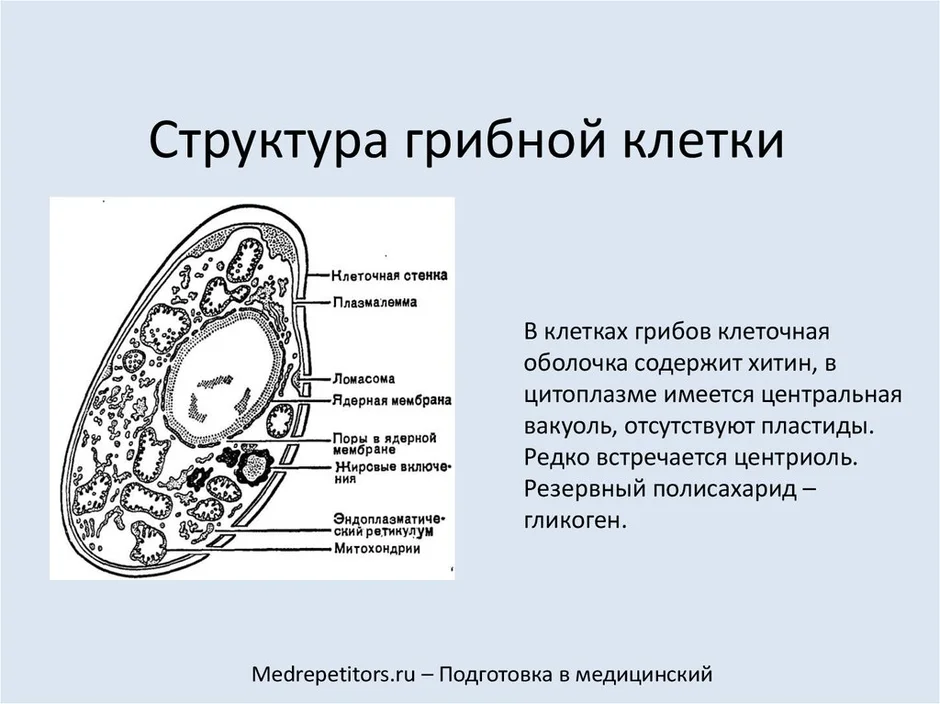 Клетка гриба рисунок с подписями