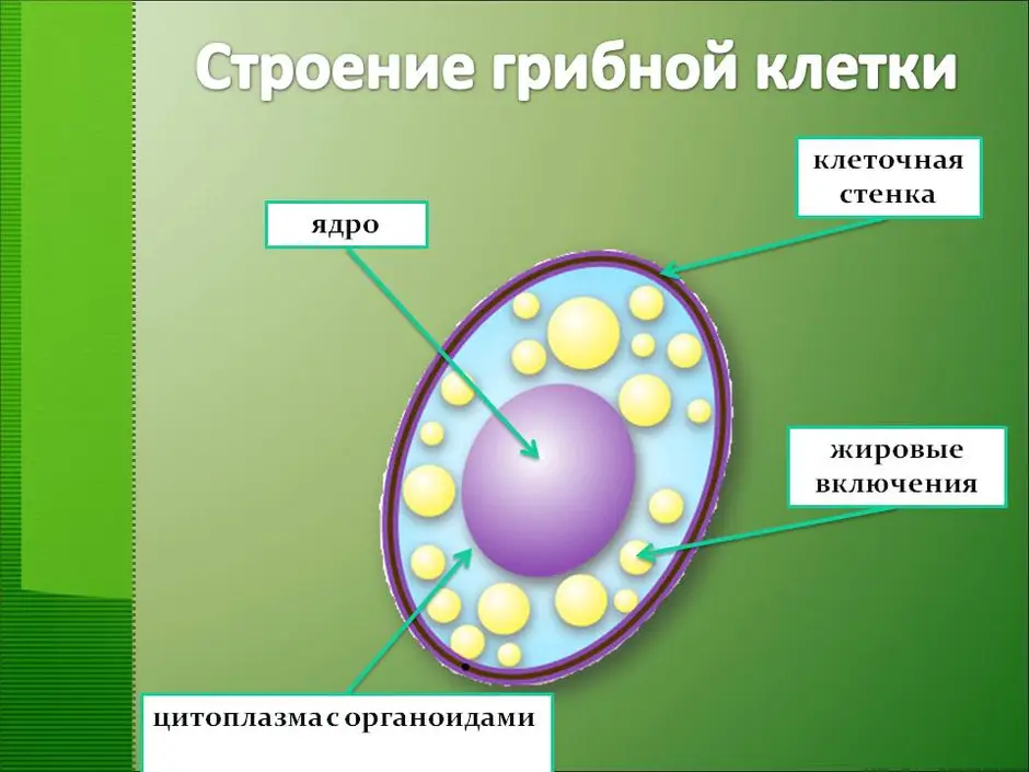 Клетка гриба рисунок с подписями