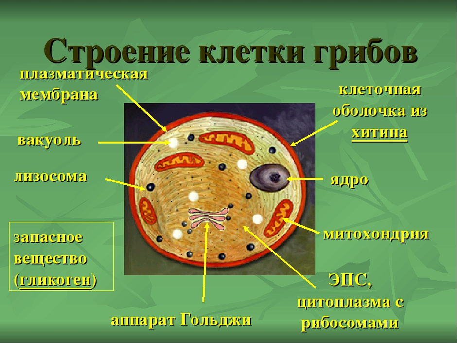 Клетка гриба рисунок с подписями