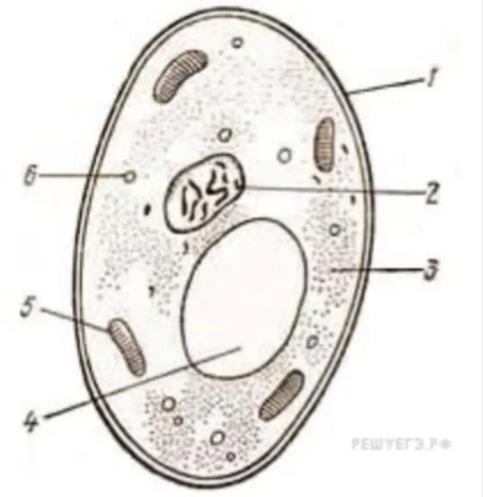 Строение дрожжевой клетки рисунок с подписями