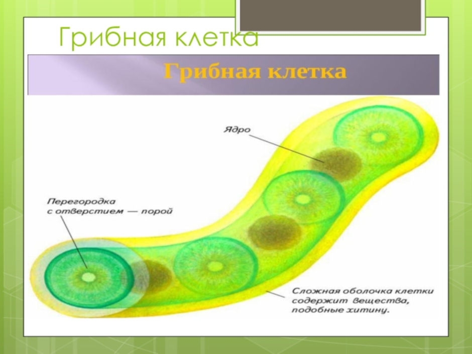 Грибная клетка рисунок. Строение клетки грибов 5 класс биология. Строение грибной клетки 5 класс. Строение клетки гриба 5 класс. Строение грибной клетки под микроскопом.