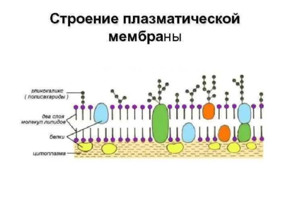 Схема клеточной оболочки