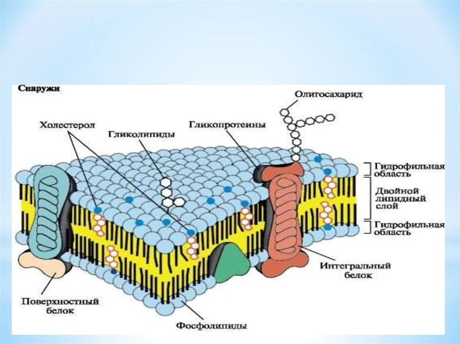 Общий план строения цитоплазматической мембраны