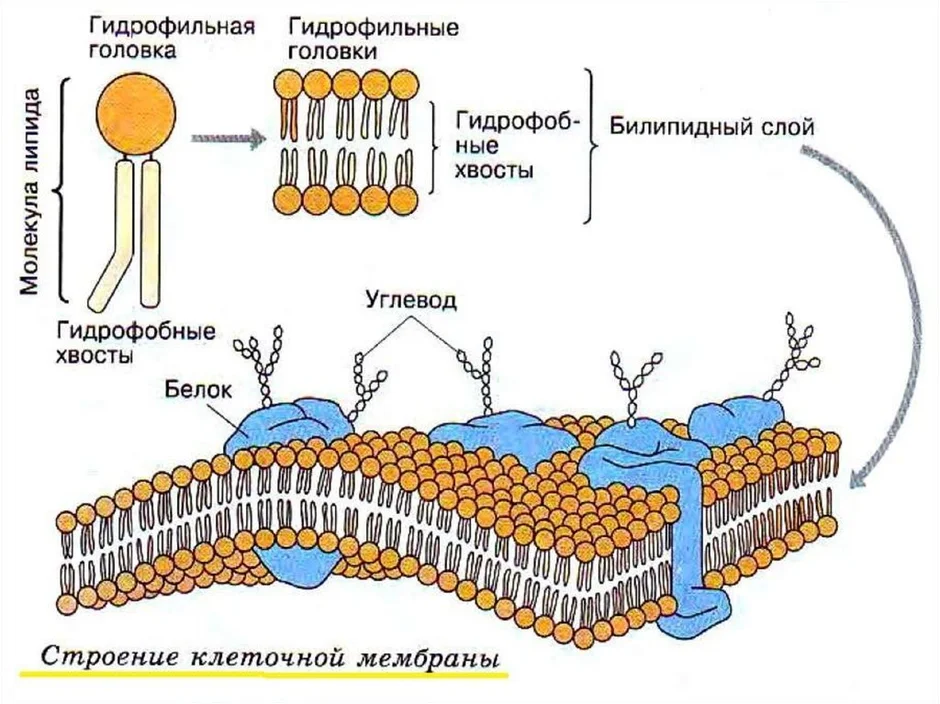 Схема строения биологической мембраны